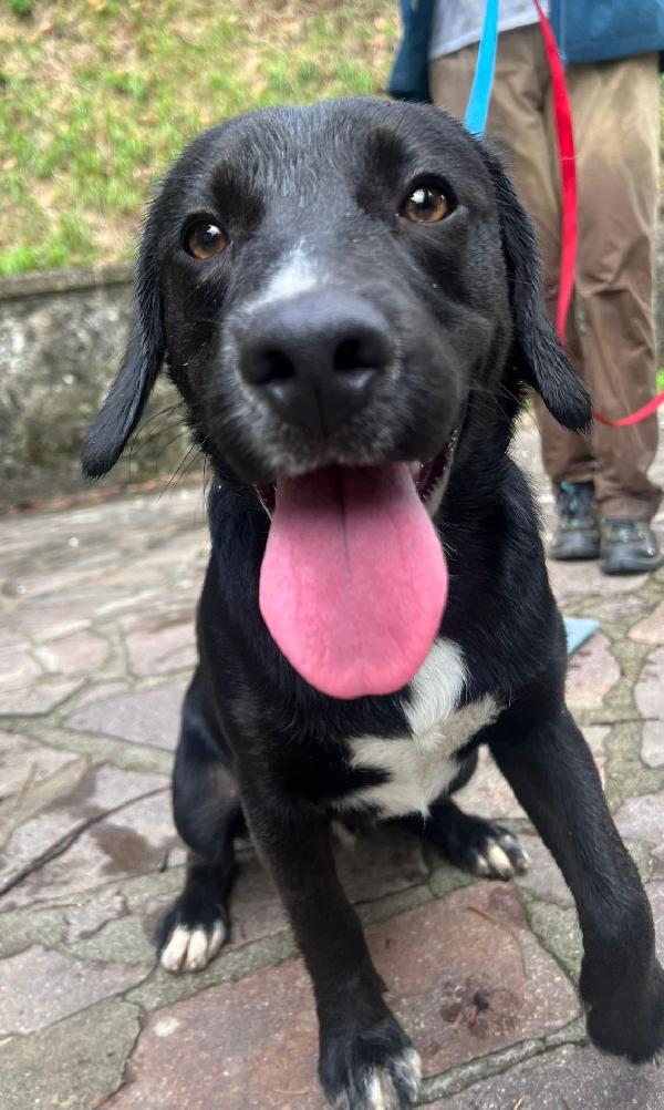 💛 BRUNO – UN CUCCIOLO SPECIALE IN CERCA DI CASA 💛 Foto 8